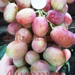 Vinograd Anyuta