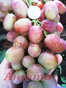 Vinograd Anyuta